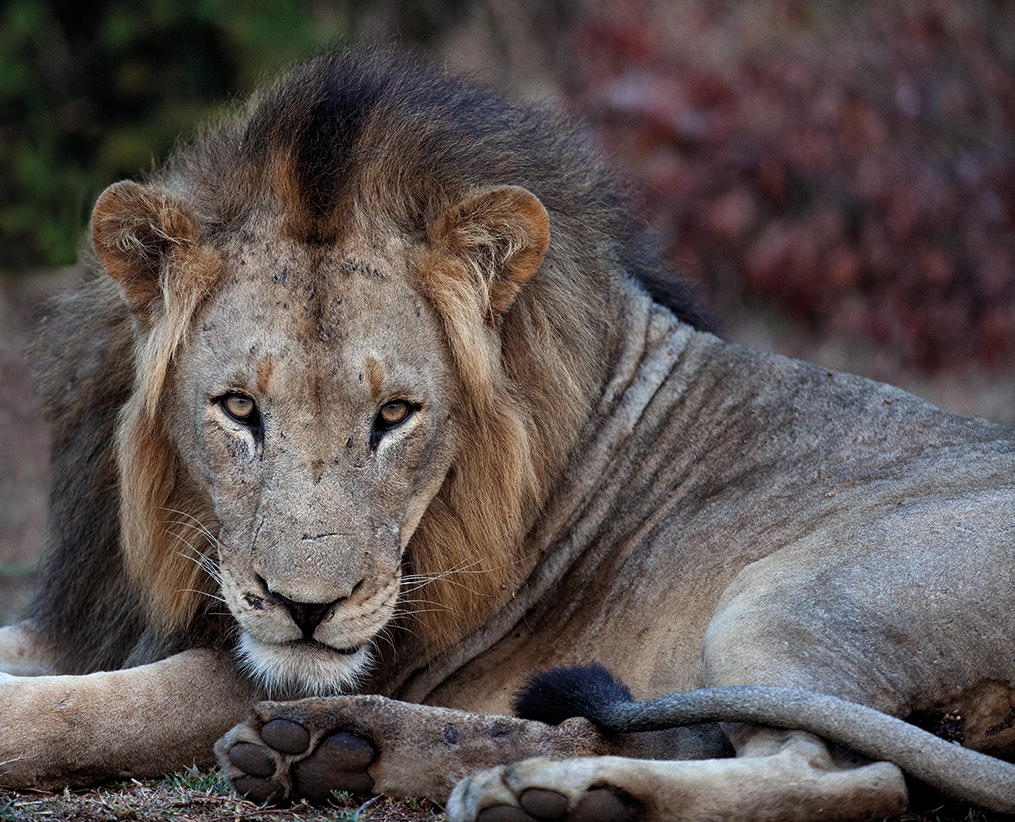 portrait adulte Lion habillé comme une Roi avec une couronne